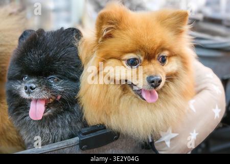 Deux chiens poméraniens se reposant côte à côte à l'intérieur. Manteaux moelleux et expressions détendues créent un portrait confortable de petits animaux de compagnie dans un environnement calme Banque D'Images