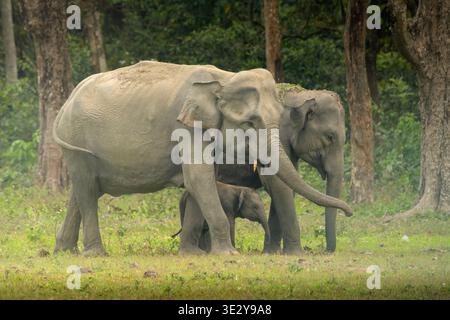 Famille d'éléphant d'Asie avec veau dans les prairies forestières dans le parc national de Manas Assam Banque D'Images
