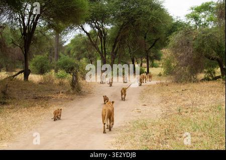 Fierté du lion marchant sur la route, Panthera leo, Parc National de Tarangire, Tanzanie Banque D'Images