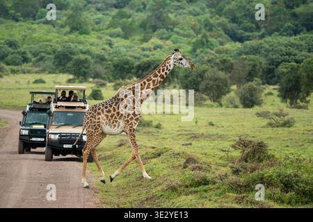 Touristes dans des véhicules de safari baignant une girafe Masaï, Giraffa tippelskirchi, Parc National d'Arusha, Tanzanie Banque D'Images