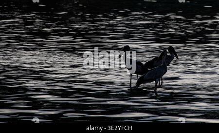 Trois cigognes à bec ouvert d'Asie (Anastomus oscitans) pataugeant dans une eau peu profonde, silhouettées contre une surface d'eau sombre et ondulée avec des reflets de lumière Banque D'Images
