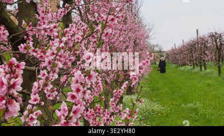 Une femme âgée solitaire avec des cheveux blancs portant un manteau foncé marche à travers un verger vibrant rempli de pêchers en fleurs et d'herbe verte parsemée de W Banque D'Images