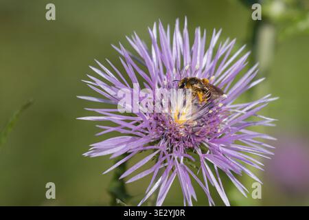 Abeille sauvage collectant le pollen sur la fleur de chardon violet macro nature gros plan Banque D'Images