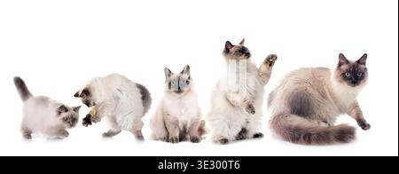 chats sibériens devant fond blanc Banque D'Images