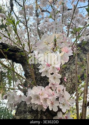 Cerisier en fleurs poussant à partir du tronc d'un cerisier, un exemple de chauliflory. Banque D'Images