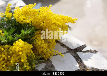 Fleurs de mimosa jaunes sur la surface de pierre avec la lumière du soleil douce et l'espace de copie, concept de printemps, fond floral naturel. Banque D'Images