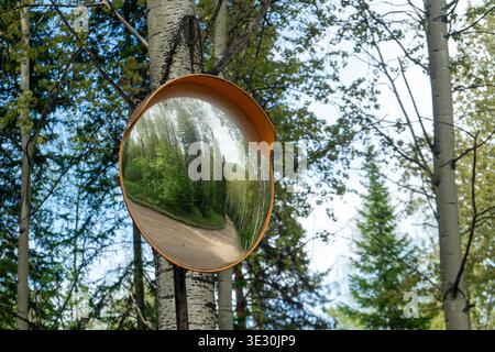 Un miroir de sécurité convexe monté sur un bouleau reflète un chemin de terre sinueux à travers une forêt verdoyante, créant une vue panoramique déformée des arbres, f Banque D'Images