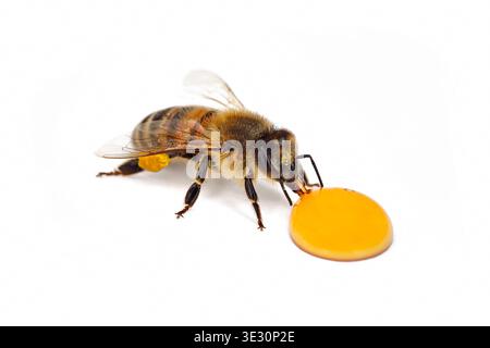 Abeille à miel, Apis mellifera, avec panier de pollen sucant sur gouttelette de miel isolé sur un fond blanc, macro photographie détaillée d'une abeille à miel Banque D'Images