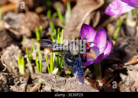 Abeille menuisière violette, Xylocopa violacea dans le bourgeon d'un crocus violet au soleil, abeille noire collectant le pollen Banque D'Images