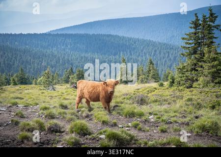 Vache écossaise Highland avec de longues cornes debout sur une prairie de montagne herbeuse avec une forêt dense et des collines lointaines dans les montagnes Jeseniky, République tchèque Banque D'Images