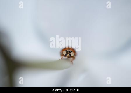 Coccinelle rampant sur la tige d'orchidée avec un fond flou doux Banque D'Images