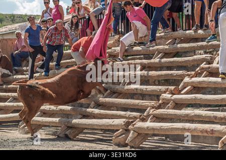 Un taureau brun charge sur des gradins en bois lors d'un festival traditionnel dans la ville d'Igea, la Rioja, Espagne, alors qu'une foule de spectateurs regarde à proximité. Banque D'Images