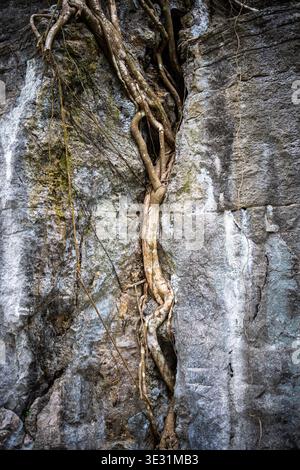 Les racines des arbres poussent à l'intérieur des roches, phénomène naturel où les arbres avec des racines exposées poussent sur des pierres. Banque D'Images