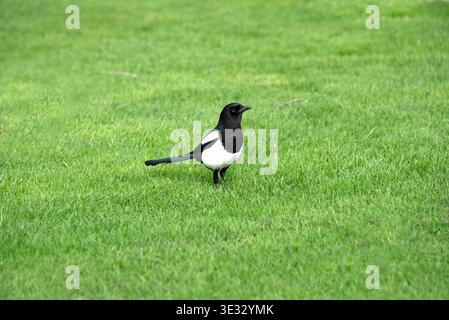 Eurasian Magpie marchant sur la pelouse verte dans le parc, la faune irlandaise Banque D'Images