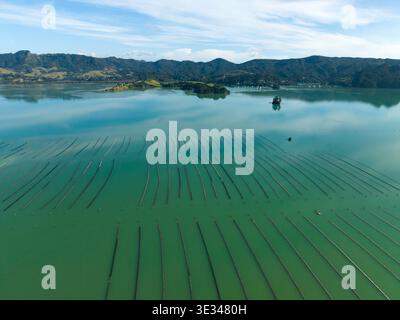 Vue aérienne de l'élevage d'huîtres dans le port de Whangaroa, Northland, Nouvelle-Zélande Banque D'Images