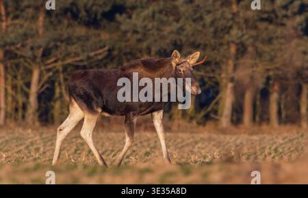 Jeune taureau d'orignal (alces alces) marchant à travers un champ agricole avec une forêt de conifères en arrière-plan pendant l'heure dorée Banque D'Images