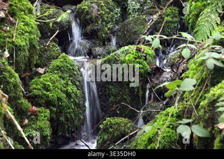 Pierres couvertes de mousse à Barden Beck près de la rivière Wharfe près de Strid Wood sur le domaine de Bolton Abbey dans le parc national des Yorkshire Dales, Angleterre, Royaume-Uni Banque D'Images
