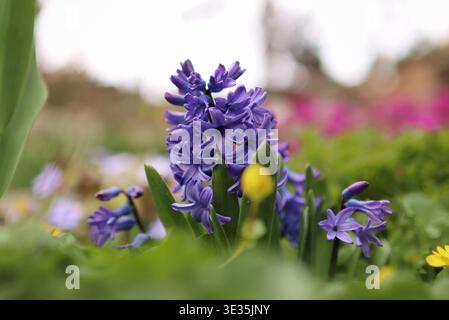 Fleurs en fleurs au début du printemps dans le jardin. C'est beau. Banque D'Images