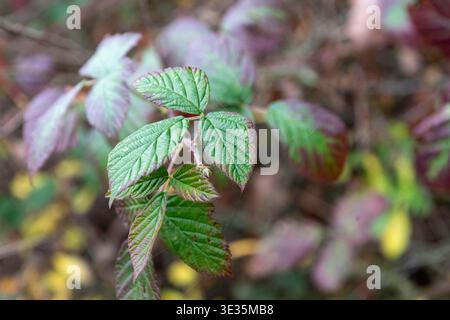 Plante de mûre poussant à l'extérieur avec des feuilles changeantes montrant des couleurs d'automne Banque D'Images