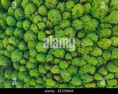 Vue aérienne de haut en bas de la dense verrière de la forêt verte Banque D'Images