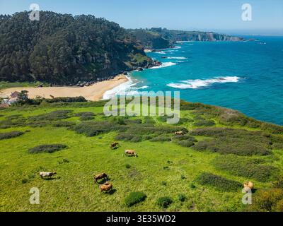 Vue aérienne des vaches qui paissent près de la plage Playa de la Nora dans les Asturies Banque D'Images