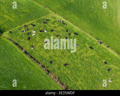 Vue aérienne des vaches qui paissent sur les champs verdoyants de l'île de Sao Miguel, aux Açores Banque D'Images