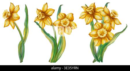 Un ensemble d'illustrations aquarelles mettant en vedette des jonquilles. Narcisse. Cette illustration florale de printemps est parfaite pour les cartes de vacances, anniversaires, Internation Banque D'Images