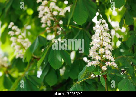 Fleurs de châtaignier blanc fleurissant dans le jardin de printemps (Aesculus hippocastanum). Photo détaillée en gros plan de fleurs de châtaignier blanc avec pi Banque D'Images