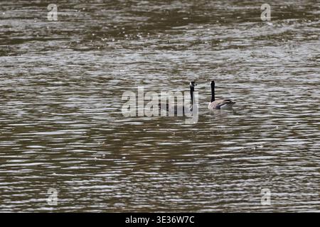 Deux bernaches du Canada regardant dans des directions opposées flottant sur l'eau ondulante de la rivière sous le soleil matinal d'automne (gros plan) Banque D'Images