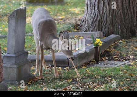 cerf à queue blanche mâchant un bâton à l'ombre parmi des pierres tombales assorties dans un cimetière tranquille (gros plan) Banque D'Images