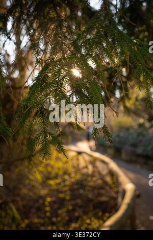 Une branche à feuilles persistantes rétro-éclairée au-dessus d'un chemin de parc légèrement floue et courbé dans la lumière chaude du soleil du soir. Nature atmosphérique gros plan avec peu de profondeur Banque D'Images