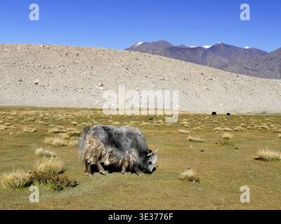 Yak adulte gris pâturant dans les prairies de l'Himalaya, Changtang, ladakh, dans le nord de l'Inde. Région de plateau de tibétain élevé Banque D'Images