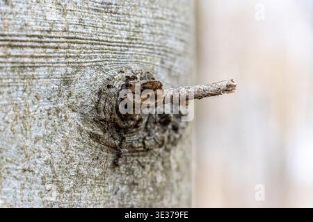 Gros plan d'écorce de hêtre gris lisse montrant une texture et des motifs naturels fins. Banque D'Images