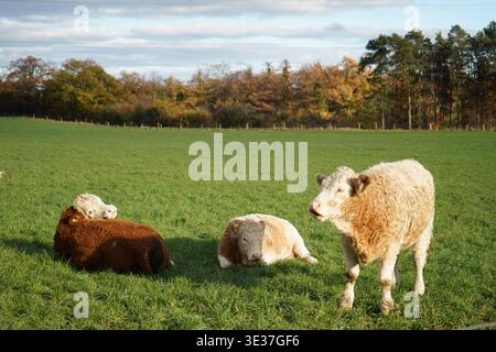 Hereford veaux se reposant dans un pâturage vert luxuriant sous un ciel bleu vif par une journée ensoleillée. Banque D'Images