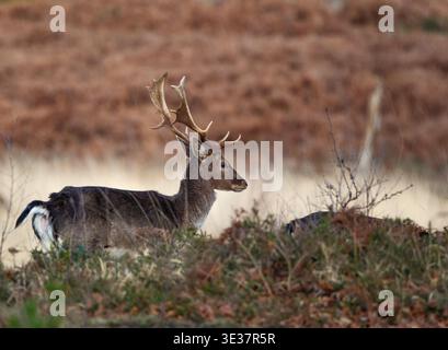 Un ensemble d'images d'un groupe de cerfs en jachère mâles sauvages reposant dans la zone de landes de la nouvelle forêt avec de grands bois. Banque D'Images
