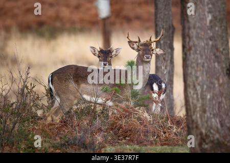 Un ensemble d'images d'un groupe de cerfs en jachère mâles sauvages reposant dans la zone de landes de la nouvelle forêt avec de grands bois. Banque D'Images