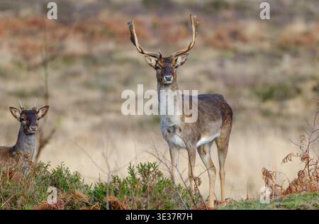 Un ensemble d'images d'un groupe de cerfs en jachère mâles sauvages reposant dans la zone de landes de la nouvelle forêt avec de grands bois. Banque D'Images