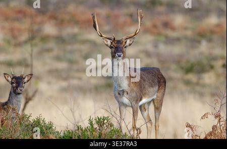 Un ensemble d'images d'un groupe de cerfs en jachère mâles sauvages reposant dans la zone de landes de la nouvelle forêt avec de grands bois. Banque D'Images