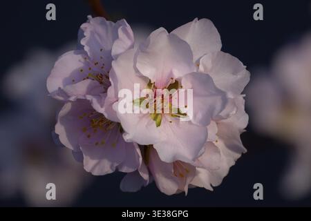 Gros plan de délicates fleurs d'amande rose (Prunus dulcis) sur fond sombre, symbolisant le printemps, la fleur d'amande en Rhénanie-Palatinat, G. Banque D'Images