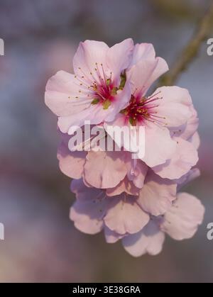 Délicates fleurs d'amandes roses (Prunus dulcis) en pleine floraison, symbolisant le printemps dans toute sa splendeur, floraison d'amandes en mars en Rhénanie-Palatinat, Ger Banque D'Images
