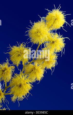 Mimosa (Acacia dealbata), Fabaceae. arbre evergreen, plante ornementale, fleur jaune. Banque D'Images