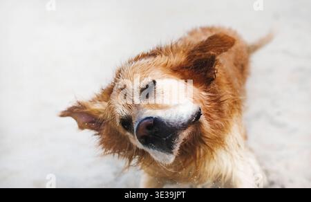 Le Golden Retriever se défausse adorablement des gouttes et des éclaboussures sur Une plage de sable Banque D'Images