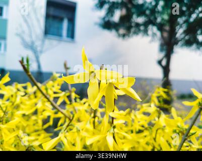 Une photo macro détaillée se concentrant sur une seule fleur de forsythia jaune en pleine floraison. L'arrière-plan présente un bokeh doux d'un bâtiment résidentiel et Banque D'Images