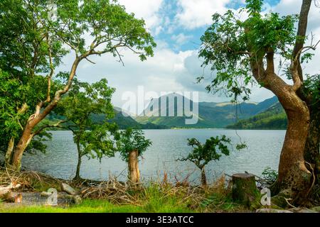 Été au lac Buttermere, regardant au sud-est vers Gatesgarth, avec des arbres feuillus au premier plan, sur un bel après-midi chaud et ensoleillé d'août. Banque D'Images