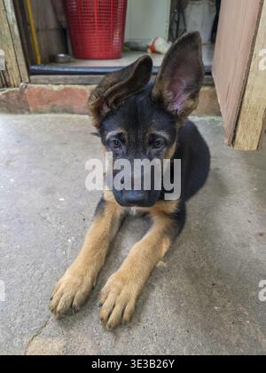 Chiot berger allemand avec une expression triste et une oreille souple. Ce jeune chien noir et bronzé mignon est allongé sur le sol en béton, regardant droit Banque D'Images