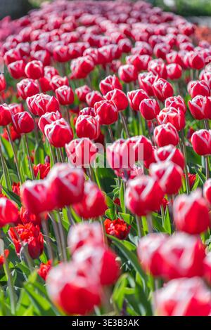Plan macro de deux tulipes bicolores rouges et blanches aux bords frangés. Gros plan exquis sur des pétales à volants fantaisie uniques dans une douce lumière printanière. Banque D'Images