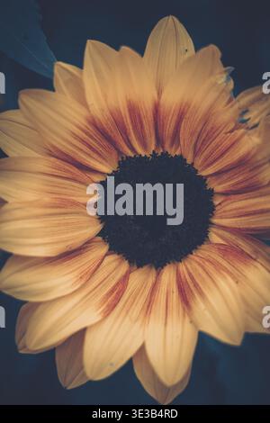 Une photo en gros plan d'un tournesol vu du haut vers le bas, mettant en valeur des détails complexes et des variations naturelles. Banque D'Images