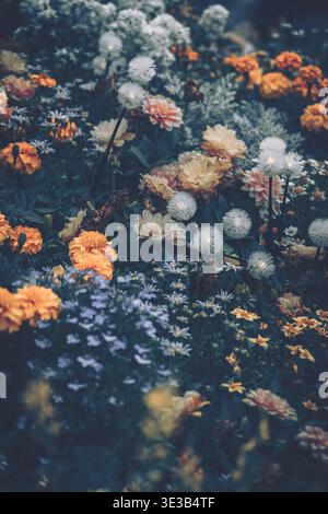Une photographie rapprochée vibrante représentant un arrangement floral dense avec différents types de chrysanthèmes et de marguerites dans un cadre naturel, mettant en valeur R Banque D'Images