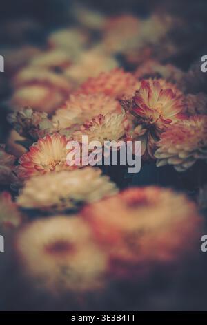 Un fond légèrement flou de chrysanthèmes avec une esthétique vintage. Un groupe de fleurs au premier plan avec une palette de couleurs douce et douce, del Banque D'Images