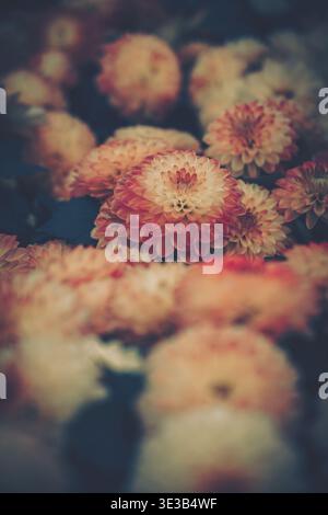 Gros plan en bas angle d'un amas dense de chrysanthèmes (mamans) dans un style vintage doux. L'image présente des fleurs à différents stades de floraison, Banque D'Images